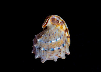 Isolated sea shell illuminated by side light on black background