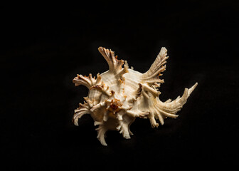 Isolated sea shell illuminated by side light on black background