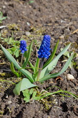 Muscari broadleaf (Lat. Muscari latifolium Kirk) blooms in the spring garden