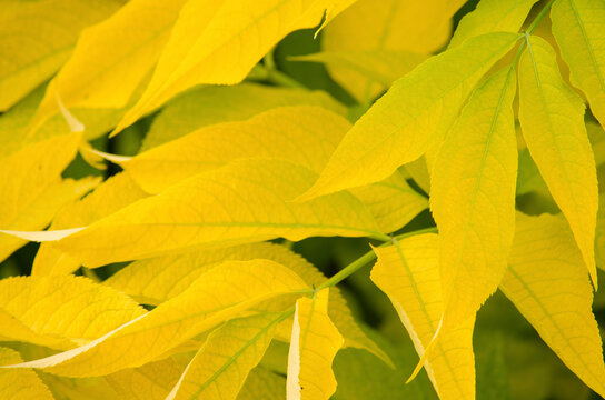 Yellow Bush Leaves In The Autumn