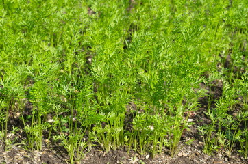 Young carrots on a bed in a vegetable garden