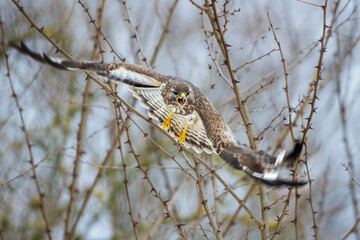 Mäusebussard (Buteo buteo)