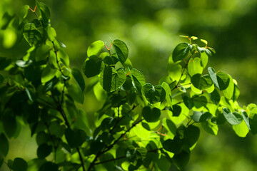 Fototapeta na wymiar close up of green leaves