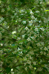 white blossom