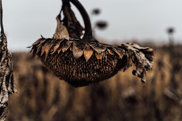 atmospheric dry sunflowers in the autumn field. Gloomy brown sepia colors, bow your head. Metaphor failure, frustration, sadness and melancholy. Artistic concept. Horizontal composition. bokeh 