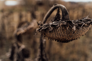 Autumn field with sunflowers. Metaphor of failure, frustration, sadness and melancholy. Artistic creative symbolic concept image. Horizontal composition. bokeh background. Sepia brown colors