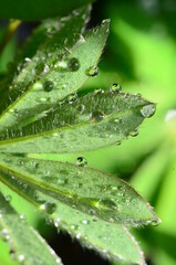 Macro close up on a lupin leave covered in droplets of water