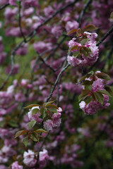 pink cherry blossom in spring