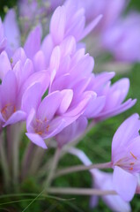Close up on a violet bunch of winter crocus flowers