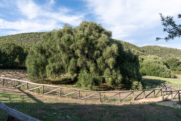 Fototapeta na wymiar Welt älteste Olivenbaum