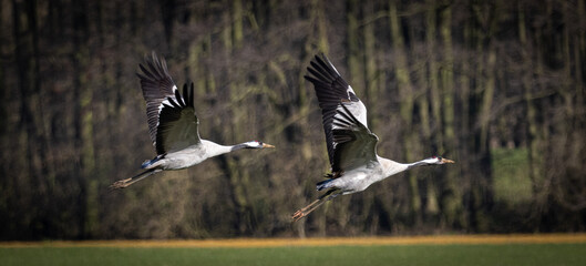Kraniche im Flug