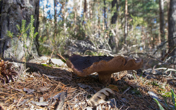 Sarcodon imbricatus mushroom in pine forest