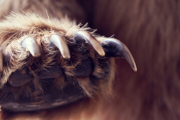 Paw brown bear with claws.