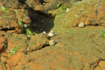 Caracol de mar