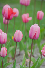 Tulips in Soft Focus