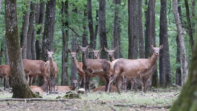 Grupo de ciervas vigilando en el bosque