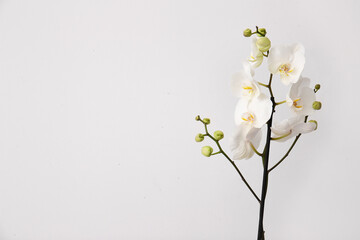 Beautiful orchid flowers on light background