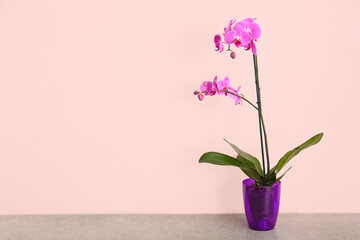 Beautiful orchid plant on table against light background