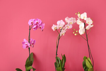 Beautiful orchid plants on color background