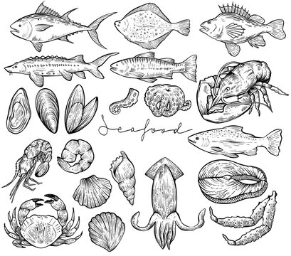 Set of various seafood, hand drawn vector