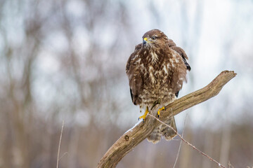 Mäusebussard (Buteo buteo)