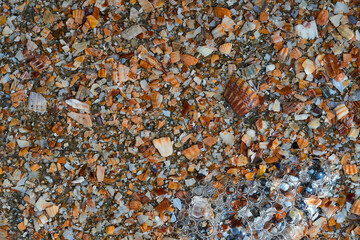 Seaside. Shell rock. Background.
