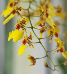 yellow autumn flowers, orchids
