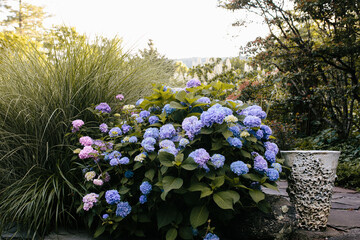 Purple hydrangea bush in garden
