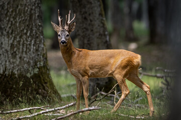 Retrato de un macho grande de corzo