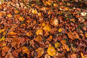 dry leaves of fallen tulip tree on the lawn create a yellow and orange autumn carpet