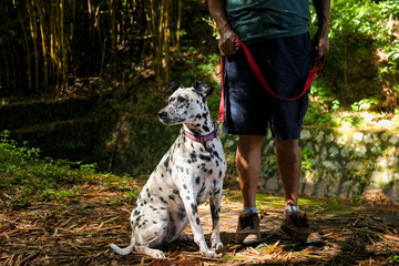 Summer portrait of cute dalmatian dog and man