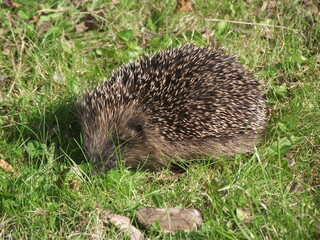 Hedgehog on lawn looking for food