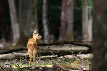 Corzo en el bosque
