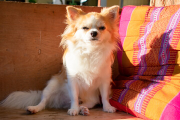 Chihuahua sitting on a wooden bench