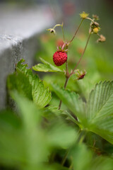 Wild strawberry plant macro shot