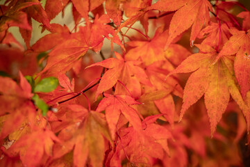 Herbst