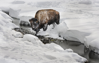 Bison In Winter Crossing Creek © Dan