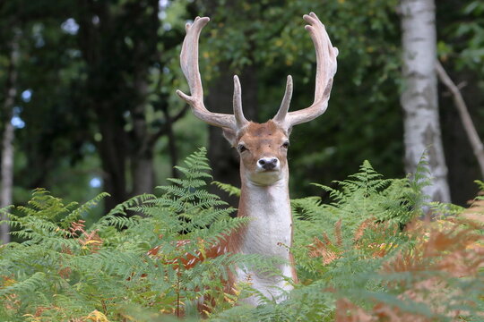 Gamo con borra