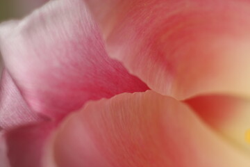 close up of pink rose