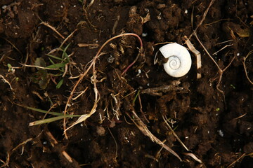 Snail shell in the soil