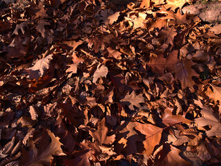 Beautiful close-up view of brown colored dense foliage of weathered tree leaves on forest ground partly illuminated by the evening sunlight in fall season in Black Forest, Germany.