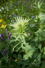 Eryngium alpinum