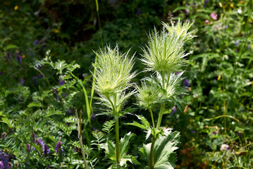 Eryngium alpinum