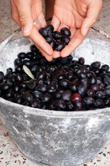 Man's hands put ripe black olives in a bucket full of collected olives.