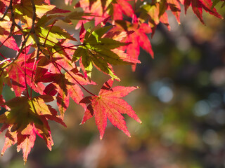 秋の紅葉