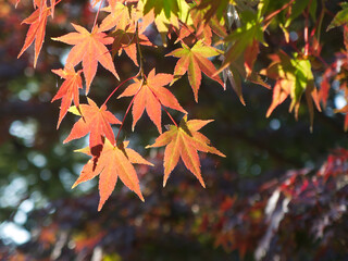 秋の紅葉