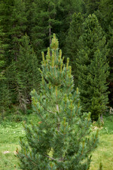Pinus cembra 