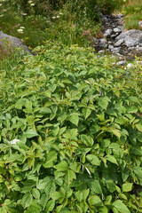 Rubus idaeus 