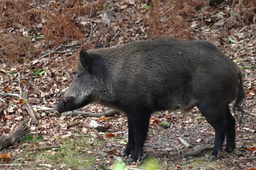 Jabali grande en un bosque