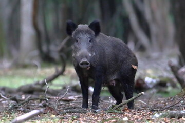 Jabali grande en un bosque